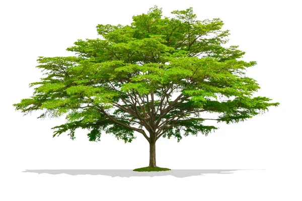 Güzel Büyük Bir Ağaç Üzerinde Beyaz Izole — Stok fotoğraf