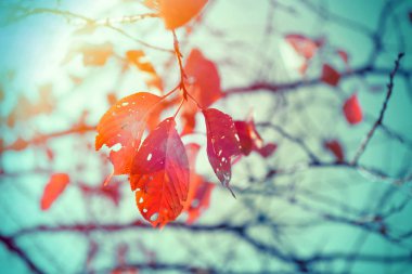 Kırmızı Sonbahar sezonu vintage renk tonuyla kuru ağaç yaprak