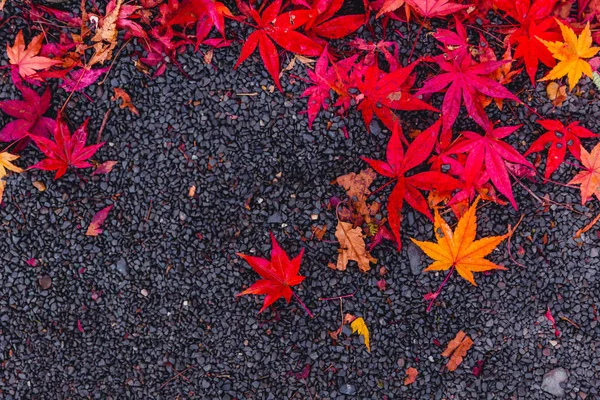Red Maple Leaves Drops Asphalt Road Space Text — Stock Photo, Image