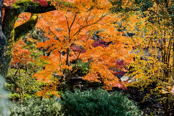 Japan Colorful Forest Autumn Travel Asia Vintage Film Colortone — Stock Photo, Image