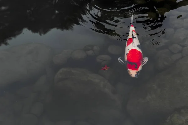 Japonés Koi Pescado Artesanal Lago Tranquilo Roca Con Espacio Para — Foto de Stock