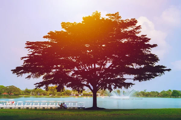 Пара Люди Зустрічаються Зеленому Парку Під Тінь Силуету Велике Дерево — стокове фото