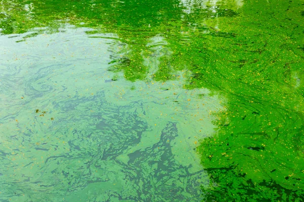 Yeşil Birikintisi Tropikal Gölü Yosun Bataklıkta Ekolojisi — Stok fotoğraf