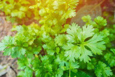 Kişniş bitki taze ot Bahçe evde yeşil yaprakları kapatmak.