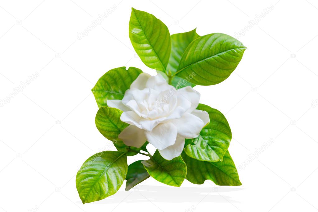 Jazmín del Cabo o Gardenia jasminoides Asia flor blanca tropical