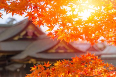 Japon türbesi, sonbahar akçaağacı ile bulanık arkaplan.