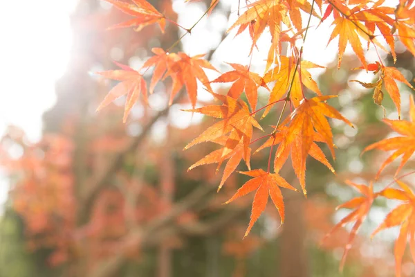 Japan Autume Beautiful Red Maple Tree Leaf Kyoto November Travel — Stock Photo, Image
