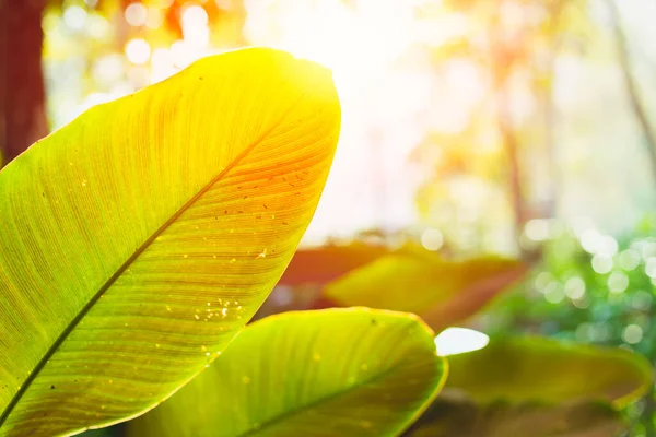 光合叶绿林植物与叶绿素的太阳光性质科学 — 图库照片