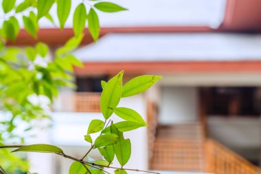 Ev alanı kavramını serinletmek için yeşil eko yaşayan ağaç bitkisi.