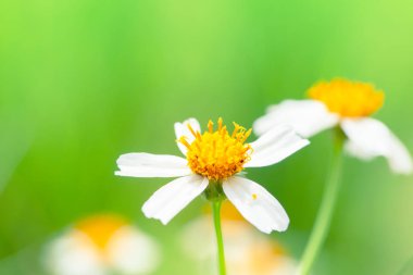 Küçük Çimen Çiçeği makrosu. Kapalı yeşil ceket düğmeleri..