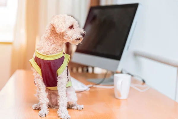 Милий Вдягнений Собака Пудель Сидить Комп Ютерним Офісним Столом — стокове фото