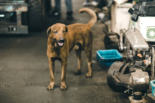 Hund Smutsig Med Fett Olja Fabriken Fara Plats Eller Inre — Stockfoto