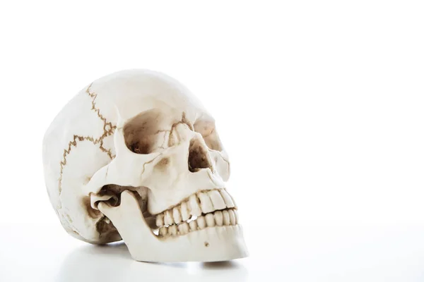 Esqueleto Crânio Humano Para Isolamento Educação Anatomia Médica Fundo Branco — Fotografia de Stock