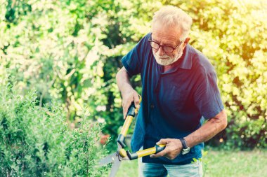 Yaşlı kesim çalılar yeşil çalı bitki arka bahçedeki park tatil hobisi için.