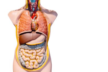 Karın bağırsağı figür modelinin insan iç organı beyaz arka planda izole edilmiş.