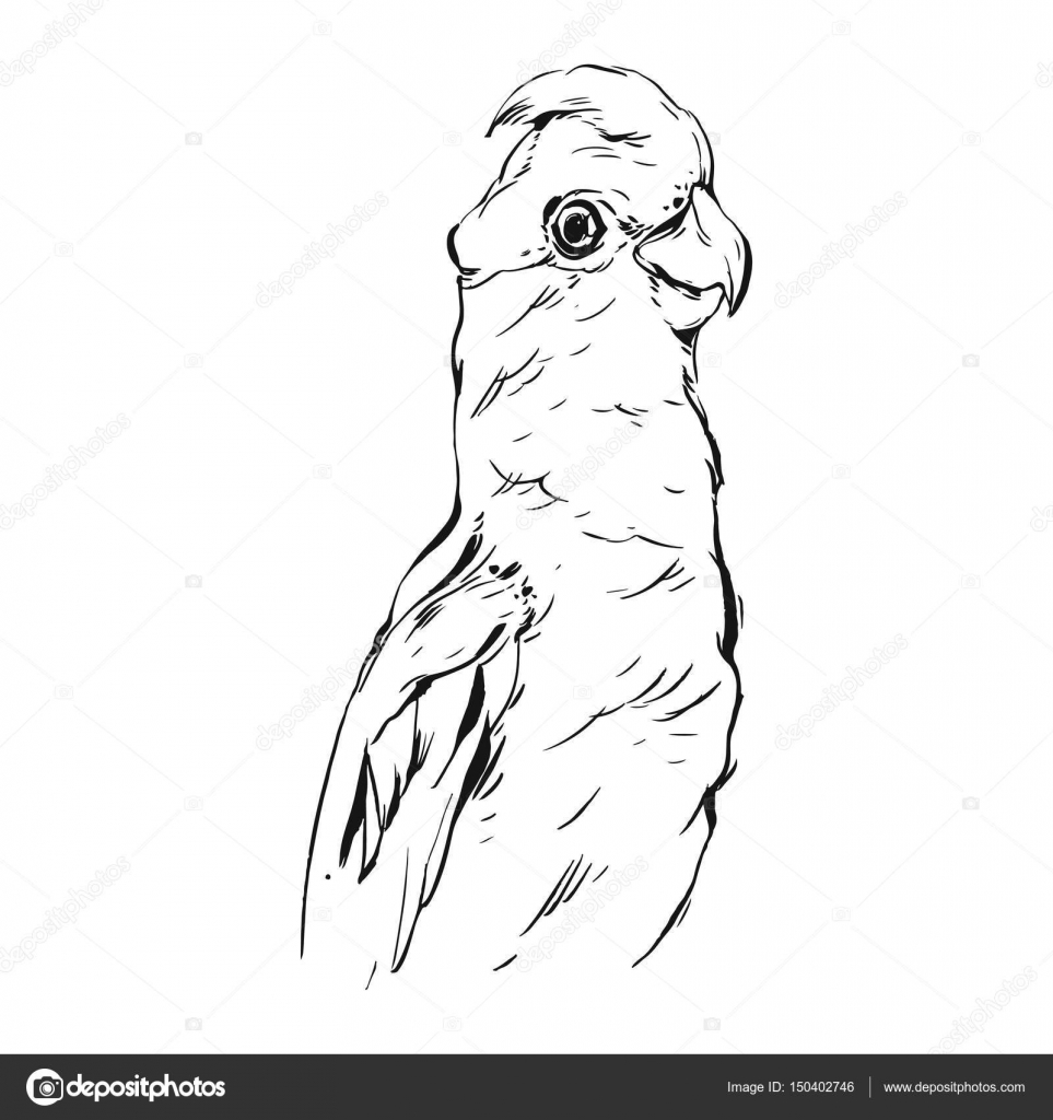 Illustration De Perroquet Tropical Réaliste Abstrait Encre