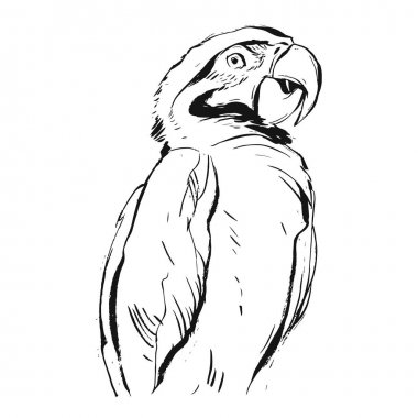 Çizilmiş vektör soyut grafik mürekkep gerçekçi tropik papağan illüstrasyon izole beyaz zemin üzerine ver. İçin boyama kitabı, düğün, doğum günü, işaret, Dekorasyon tasarım tarihi Kaydet. Cennet kuşu kavramı