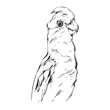 Çizilmiş vektör soyut grafik mürekkep gerçekçi tropik papağan illüstrasyon izole beyaz zemin üzerine ver. İçin boyama kitabı, düğün, doğum günü, Dekorasyon tasarım tarihi Kaydet. Cennet kuşu