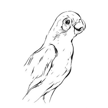 Beyaz arka plan üzerinde gerçekçi tropik papağan kroki izole çizilmiş vektör soyut grafik mürekkep ver. İçin boyama kitabı, düğün, doğum günü, Dekorasyon tasarım tarihi Kaydet. Cennet kuş koleksiyonu