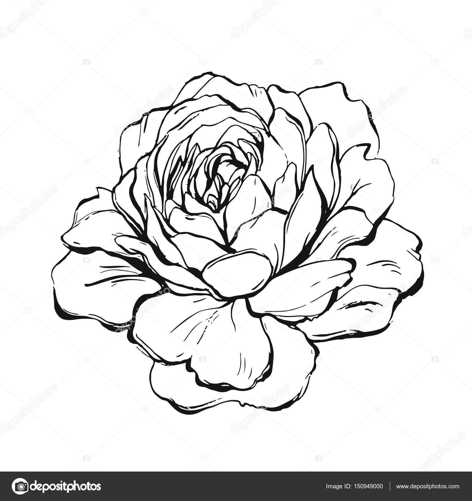 Download Hand made vector abstract graphic ink peony or rose flower ...