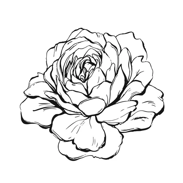 Handgefertigte Vektor abstrakte grafische Tinte Pfingstrose oder Rose Blume isoliert auf weißem Hintergrund. Outline Design-Elemente für Boho Hochzeit, Geburtstag, speichern Sie die Datumskarte — Stockvektor