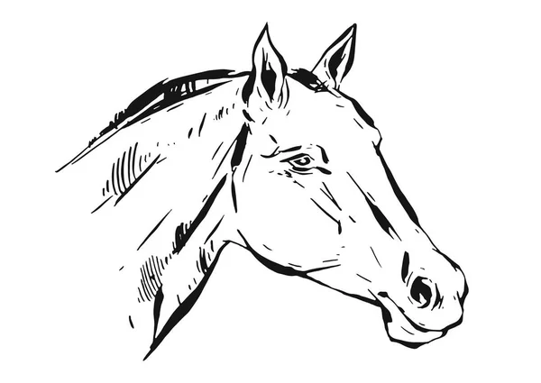Ręka wektor ciągnione pokryte tuszem konia graficzny głowa ilustracja na białym tle — Wektor stockowy