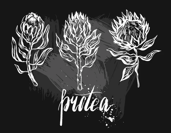 Acuarela dibujo aislado flor exótica Protea — Vector de stock
