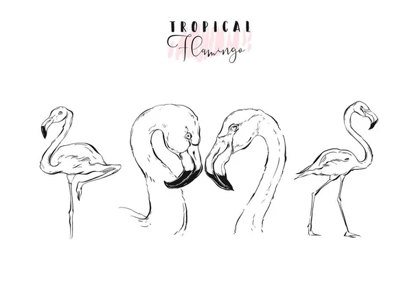 Hand gezeichnet Vektor Grafik exotische Paradiesvögel Flamingo Illustration Sammlung Set isoliert auf weißem Hintergrund. Hochzeit, Jahrestag, Geburtstag, Valentinstag, speichern Sie das Datum, Kinder Malbuch, Zeichen — Stockvektor