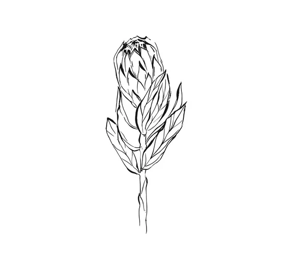 Soyut grafik mürekkep Şakayık çiçeği baş beyaz arka plan üzerinde izole vektör yapılmış. Anahat tasarım öğeleri için boho düğün, doğum günü, tarihi bildirimi kartı Kaydet — Stok Vektör