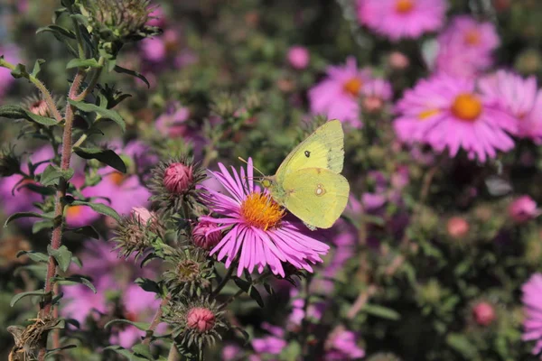 Una Mariposa Amarilla Sienta Una Montaña Rosa —  Fotos de Stock