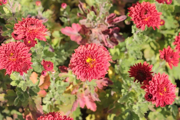 Chrysanthèmes Rouges Avec Milieu Jaune — Photo