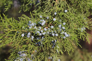 Böğürtlenli yeşil thuja dalı.