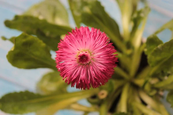 Belle Marguerite Rose Aux Feuilles Vertes — Photo