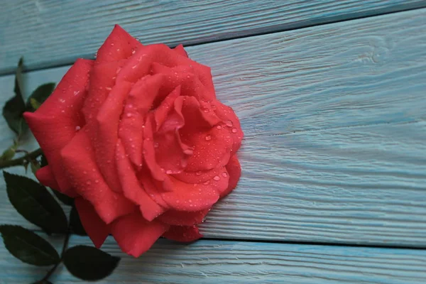 Uma Rosa Vermelha Está Fundo Madeira Azul — Fotografia de Stock