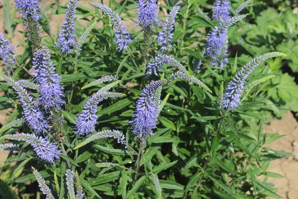 Veronica Bush Blue Flowers — Stock Photo, Image