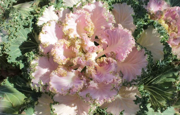 Zierkohl Mit Rosa Weißen Und Grünen Blättern lizenzfreie Stockfotos