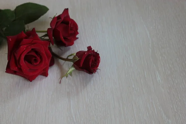 Red Roses Lie Light Wooden Background — 스톡 사진