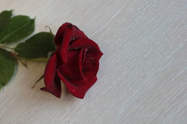 Ciemnoczerwona Róża Leży Jasnym Stole — Zdjęcie stockowe