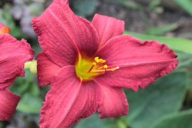 Koyu kırmızı zambak bir yaz çiçekliğinde.