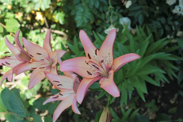 Pink lilies grow on a summer flower bed in the park.