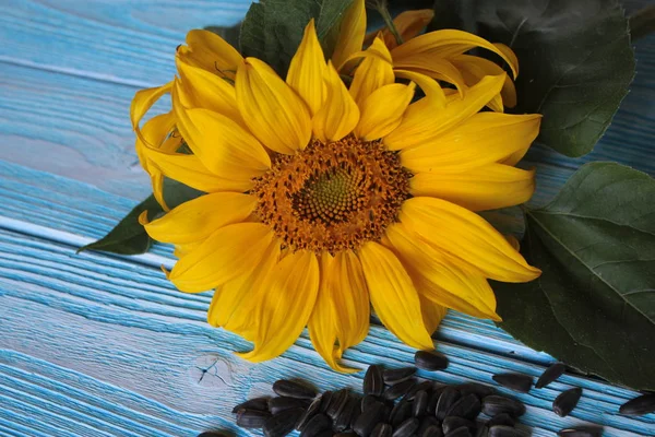 Gelbe Sonnenblumen Und Samen Liegen Auf Einem Blauen Holztisch — Stockfoto