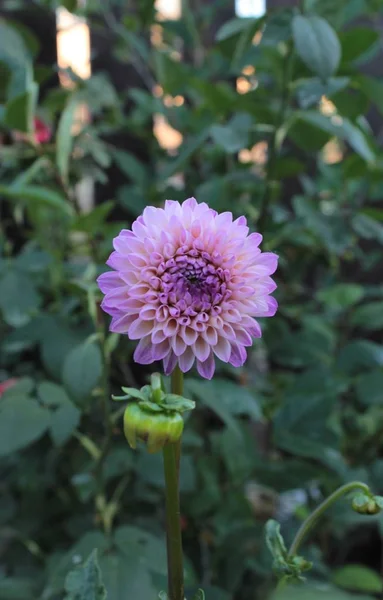 Lilas Dahlia Pousse Dans Lit Fleurs Été Dans Parc — Photo