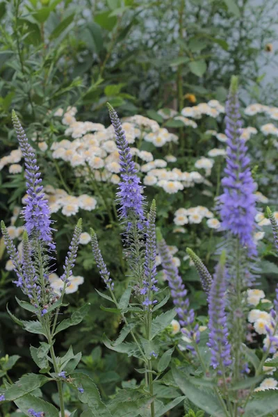 Veronica Azul Fundo Camomila Florescente — Fotografia de Stock