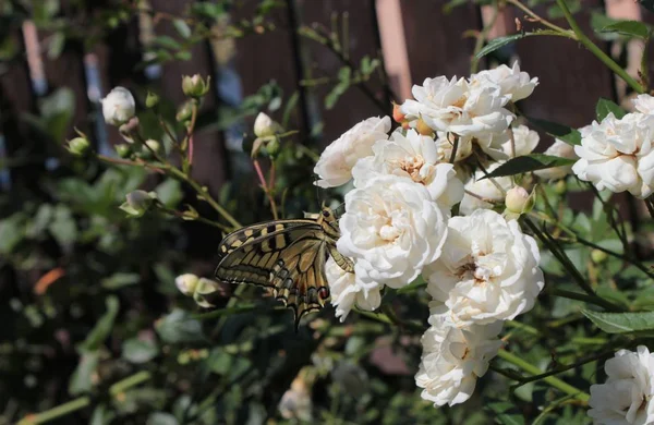 Una Mariposa Sienta Sobre Una Rosa Blanca Jardín Verano —  Fotos de Stock