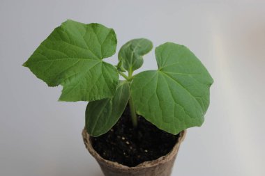 Salatalık tohumları turba kabında yetişir..