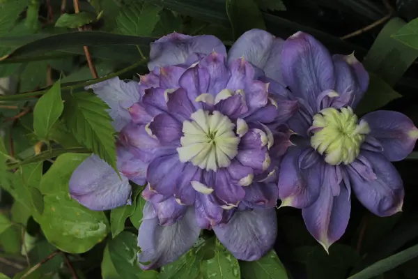 Blauwe Badstof Clematis Bloeit Steunen Tuin — Stockfoto