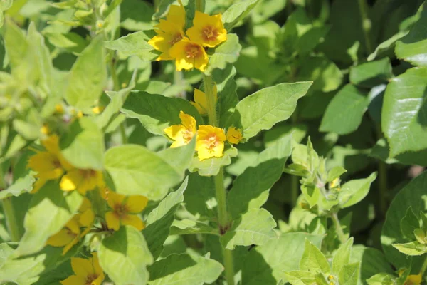 Lysimachia sarı çiçekli güzel bir bitkidir..