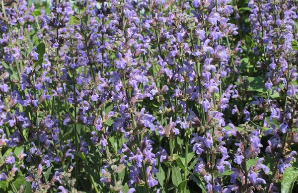 Blue Flowers Grow Park Use Background — Stock Photo, Image