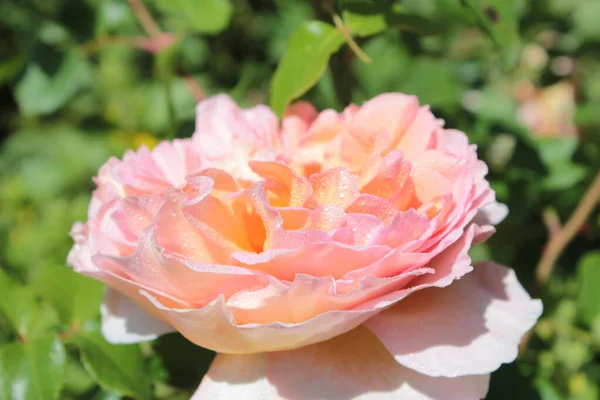 Rosa Bonita Rosa Com Gotas Após Chuva Jardim — Fotografia de Stock