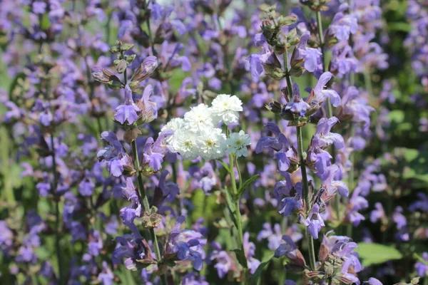 Blue White Flowers Growing Summer Garden — Stock Photo, Image